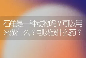 暹罗猫为什么经常吐出一粒粒的猫粮？