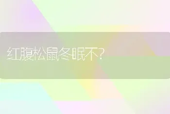 红腹松鼠冬眠不？