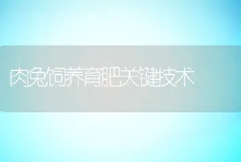 肉兔饲养育肥关键技术