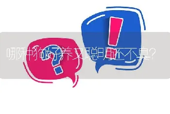 哪种狗好养又聪明还不臭？