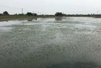 六月蟹塘虾塘如何保持水草活力？飘草解决方案，蟹虾养殖养草关键