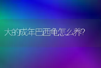 大的成年巴西龟怎么养？