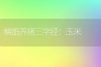 精细养猪三字经：玉米