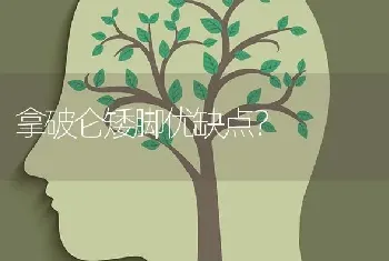 拿破仑矮脚优缺点？