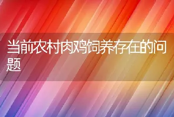 当前农村肉鸡饲养存在的问题