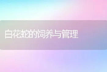 鳜鱼网箱养殖技术要点