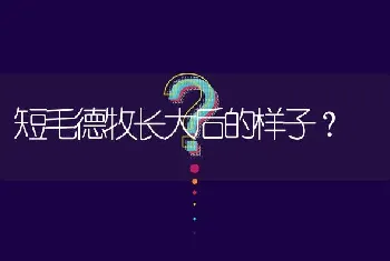 短毛德牧长大后的样子？