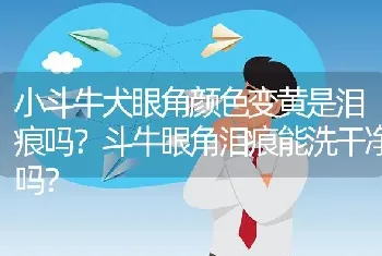 小斗牛犬眼角颜色变黄是泪痕吗？斗牛眼角泪痕能洗干净吗？