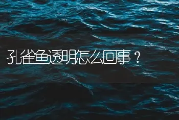 孔雀鱼透明怎么回事？