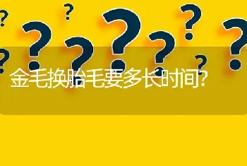 金毛换胎毛要多长时间？