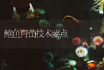 鲍鱼育苗技术要点