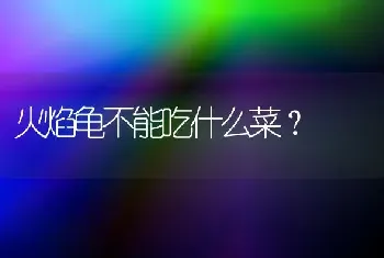 火焰龟不能吃什么菜？