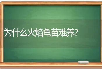 为什么火焰龟苗难养？