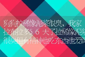 狗狗拉稀像泥浆很臭，怎么样才能快速止泻？