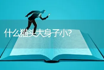 什么猫头大身子小？