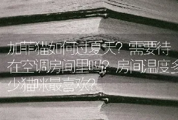 加菲猫如何过夏天？需要待在空调房间里吗？房间温度多少猫咪最喜欢？