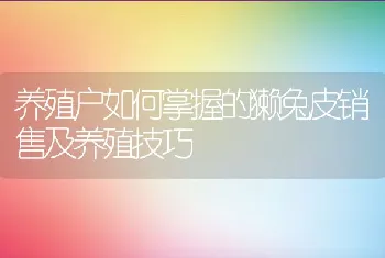 养殖户如何掌握的獭兔皮销售及养殖技巧