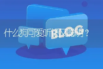 什么狗可爱听话又聪明？