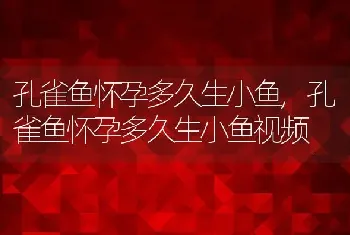 孔雀鱼怀孕多久生小鱼，孔雀鱼怀孕多久生小鱼视频