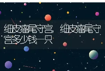 细皮瘤尾守宫，细皮瘤尾守宫多少钱一只