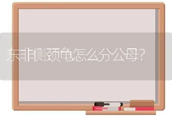 东非侧颈龟怎么分公母？