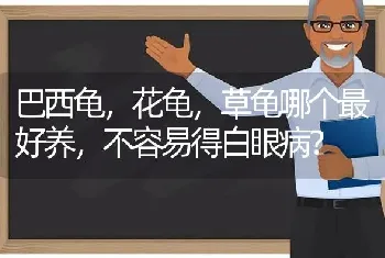 猪鼻龟身上发白腐烂，怎么回事？