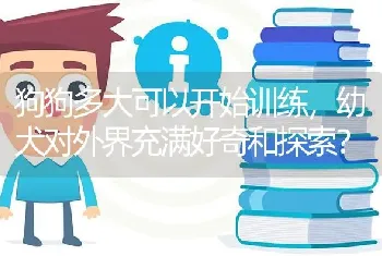 狗狗多大可以开始训练，幼犬对外界充满好奇和探索？