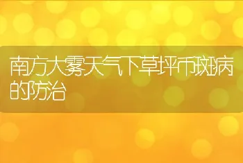 南方大雾天气下草坪币斑病的防治