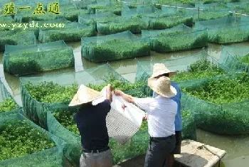 泥鳅常见的生物敌害