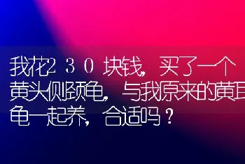 我花230块钱，买了一个黄头侧颈龟，与我原来的黄耳龟一起养，合适吗？