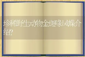 珍稀野生动物金斑喙凤蝶介绍？