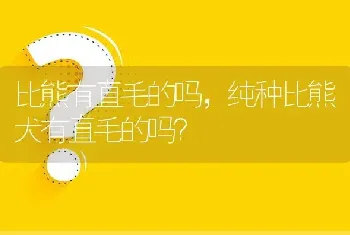 比熊有直毛的吗，纯种比熊犬有直毛的吗？