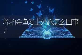 养的金鱼爱上外跑怎么回事？