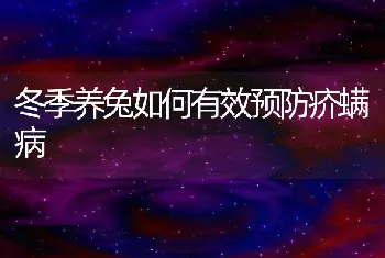 冬季养兔如何有效预防疥螨病