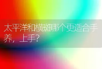 太平洋和横斑哪个更适合手养，上手？