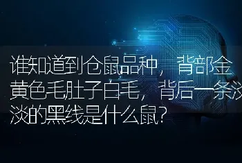 谁知道到仓鼠品种，背部金黄色毛肚子白毛，背后一条淡淡的黑线是什么鼠？