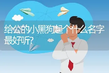 给公的小黑狗起个什么名字最好听？