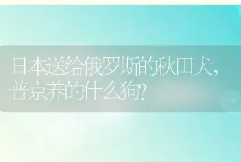 日本送给俄罗斯的秋田犬，普京养的什么狗？