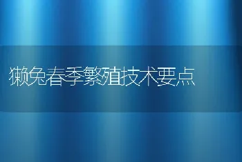 獭兔春季繁殖技术要点