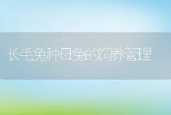 长毛兔种母兔的饲养管理