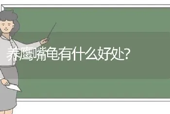 养鹰嘴龟有什么好处？