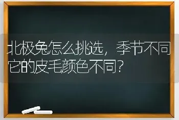 北极兔怎么挑选，季节不同它的皮毛颜色不同？