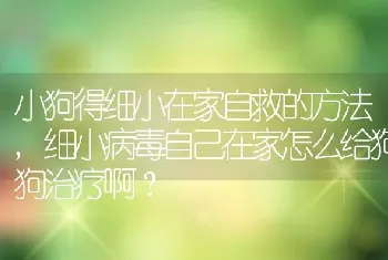 小狗得细小在家自救的方法，细小病毒自己在家怎么给狗狗治疗啊？