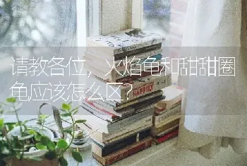 请教各位，火焰龟和甜甜圈龟应该怎么区？