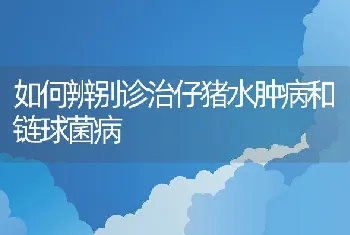 如何辨别诊治仔猪水肿病和链球菌病