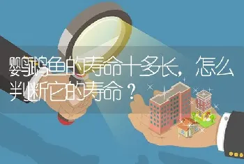 鹦鹉鱼的寿命十多长，怎么判断它的寿命？