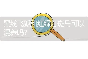 黑线飞狐和红绿灯斑马可以混养吗？