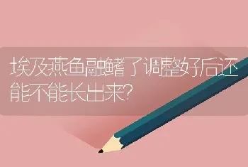 埃及燕鱼融鳍了调整好后还能不能长出来？