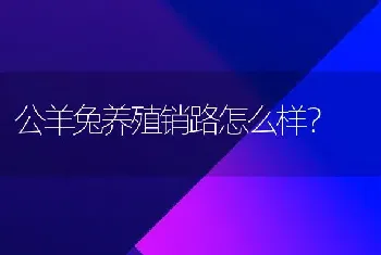 公羊兔养殖销路怎么样？