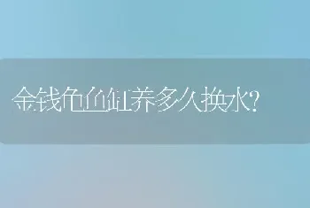 金钱龟鱼缸养多久换水？